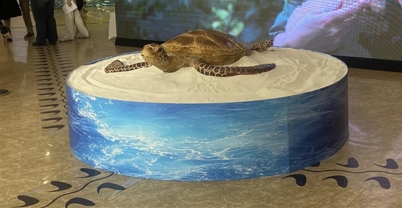 Triển lãm nghệ thuật về bảo vệ các loài rùa biển